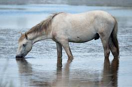 Plakat koń stado dziki camargue koni