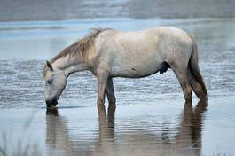 Fotoroleta stado koń dziki bagno koni