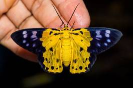 Fototapeta motyl zwierzę natura
