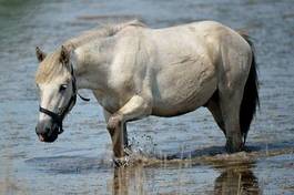 Fotoroleta dziki koń koń dziki camargue 