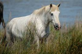 Fotoroleta dziki dziki koń koń camargue 