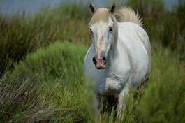 Fototapeta koń dziki dziki koń camargue 