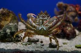 Fototapeta morze podwodne woda krab natura