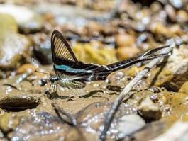 Naklejka natura motyl piękny tajlandia woda