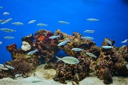 Fotoroleta morze woda ryba podwodne horyzont