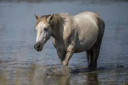 Fotoroleta koń dziki dziki koń camargue