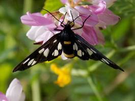Fotoroleta motyl natura roślinność zwierzę