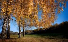 Plakat spokojny trawa las brzoza jesień