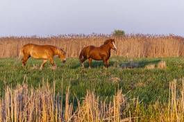 Fototapeta pastwisko koń natura łąka piękny