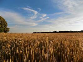 Obraz na płótnie żniwa rolnictwo niebo lato