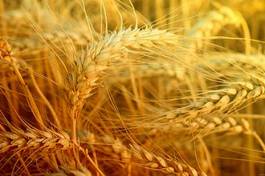 Fotoroleta żniwa jesień rolnictwo trawa
