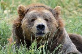Naklejka niedźwiedź natura alaska ssak zwierzę