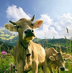 Fotoroleta glückliche schweizer kühe, artgerechte haltung :)
