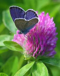 Naklejka pole piękny motyl