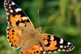 Naklejka motyl europa natura zwierzę karta