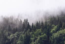Naklejka świt krajobraz las wzgórze