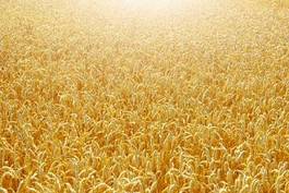 Naklejka mąka trawa pole ziarno słoma