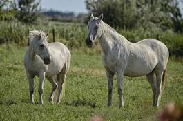 Fotoroleta natura koń dziki koń
