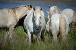 Fototapeta natura dziki koń koń camargue