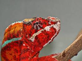 Naklejka gad kameleon kolorowy czerwony terrarium