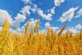 Obraz na płótnie niebo wiejski rolnictwo