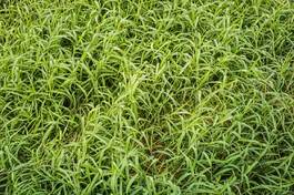 Naklejka piękny trawa piłka nożna łąka