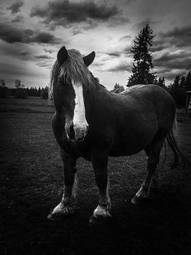 Plakat ranczo koń belgia sztorm zagroda