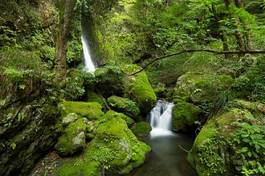 Fotoroleta świeży krajobraz tokio las