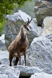 Obraz na płótnie zwierzę fauna góra alpy łopata