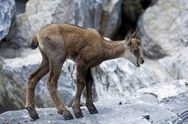 Fototapeta fauna góra alpy zwierzę