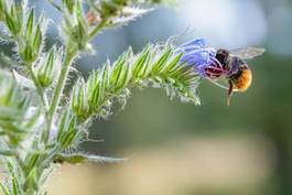Obraz na płótnie zwierzę pyłek lato natura