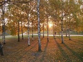 Fototapeta jesień słońce brzoza żółty cień