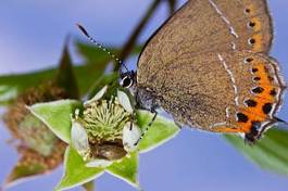 Naklejka ogród pyłek roślina motyl