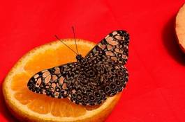 Obraz na płótnie motyl portret entomologia owad