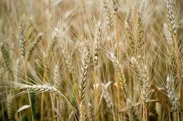 Naklejka wiejski zboże pszenica rolnictwo pejzaż