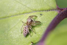 Fototapeta oko zwierzę pająk 8 zoologia
