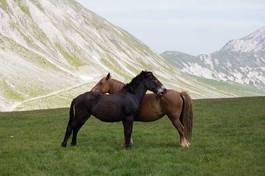 Naklejka ładny koń góra miłość