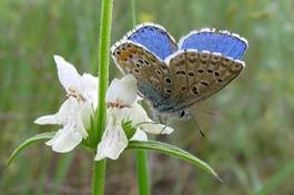 Naklejka trawa motyl łąka kompozycja świeży