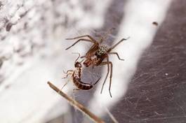 Naklejka pająk jedzenie jeść