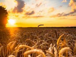 Naklejka pszenica rolnictwo pole niebo natura