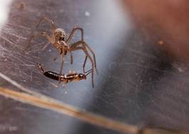 Fotoroleta jedzenie pająk włos
