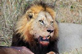 Fotoroleta republika południowej afryki safari kot portret