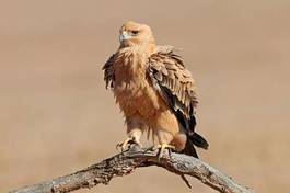 Fototapeta ptak południe pustynia zwierzę