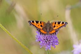 Fotoroleta motyl kwiat zwierzę natura latać