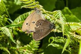 Obraz na płótnie para motyl natura lato