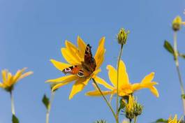 Obraz na płótnie pyłek motyl kwiat dziki