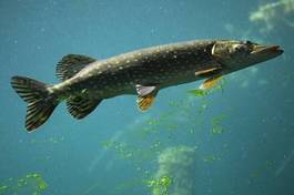Fototapeta zwierzę dziki natura ryba jedzenie