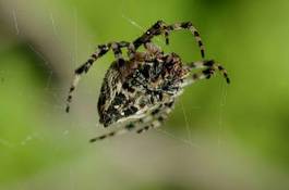 Plakat ogród pająk zwierzę natura