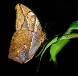 Obraz na płótnie azja natura motyl