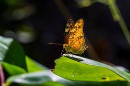 Obraz na płótnie natura motyl dziki fauna